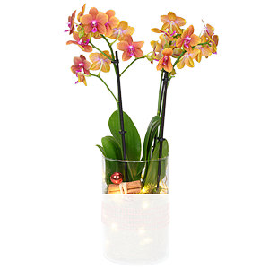 Orange Orchidee <br>im Glas