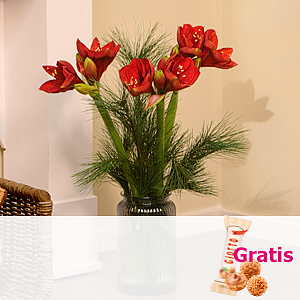 Amaryllis <br>im Bund 