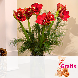 Amaryllis <br>im Bund 