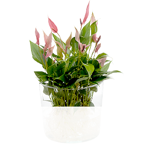 Waterplant Anthurie <br>Lilli Lilli