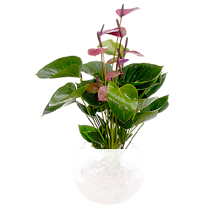 Waterplant Anthurie <br>Baby Purple