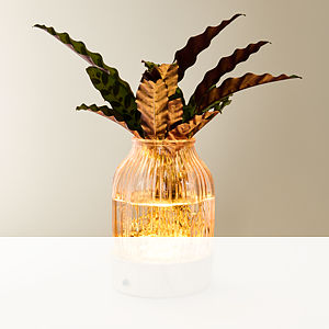 Waterplant Calathea <br>mit LED-Licht