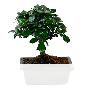 Glücks-Bonsai <br>Carmona