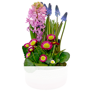 Frühlingsfarben <br>im Topf