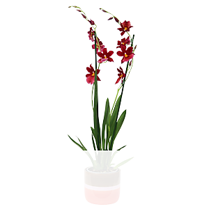 Duft-Orchidee <br>im Keramiktopf