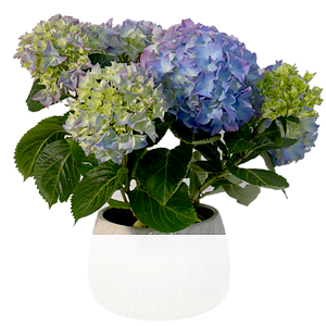 Blaue Hortensie <br>im Keramiktopf
