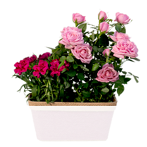 Pink & Rosa Zauber <br>im Korb