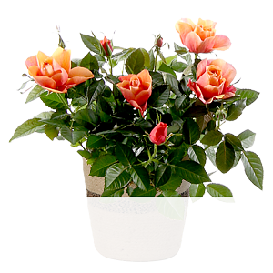 Orange Rose <br>im Korb