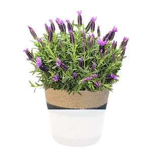 Lavendel im <br>hübschen Korb