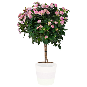Pinkes <br>Wandelröschen