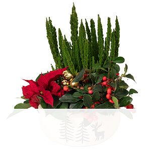 Arrangement <br>Wintermagie