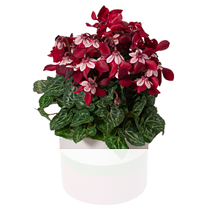 Rotes <br>Alpenveilchen