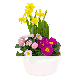 Frühlingsblüher <br>im Körbchen