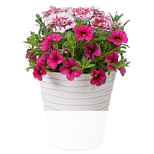 Rosa Traum <br>im Zinktopf