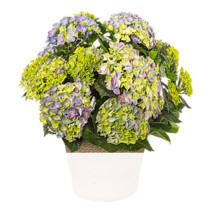 Blaue Hortensie <br>im Korb