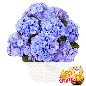Blaue Hortensie <br>im Korb