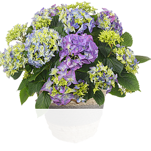 Blaue Hortensie <br>im Korb