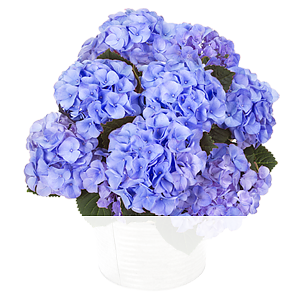 Blaue Hortensie im <br>Zinkeimer