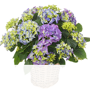 Blaue Hortensie <br>im Korb