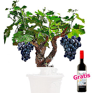 Weinrebe & <br>Rotwein