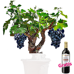 Weinrebe mit <br>Rotwein