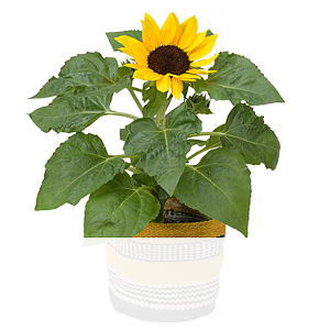 Sonnenblume im <br>modernen Korb
