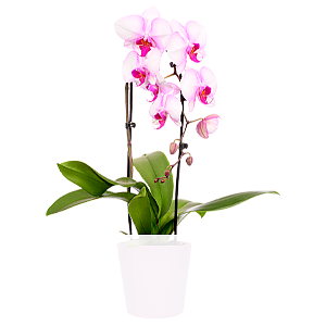 Rosa Orchidee <br>im Topf