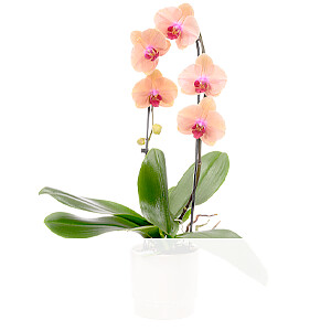 Lachsfarbene Orchidee <br>im Topf