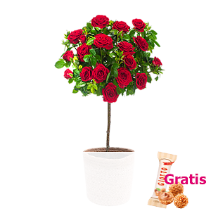 Rotes Rosen-<br>stämmchen