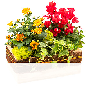 Arrangement <br>Sunny Day