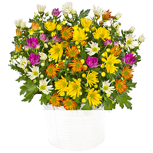 Bunte Chrysanthemen <br>im Korb