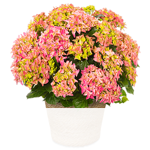Rosa Hortensie <br>im Seegraskorb