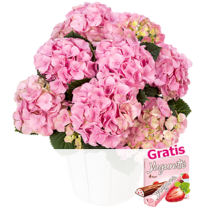 Rosa Hortensie <br>im Korb