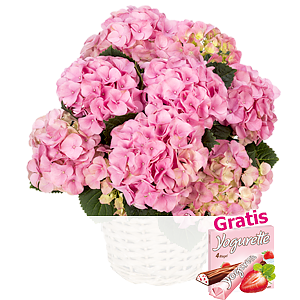 Rosa Hortensie <br>im Korb