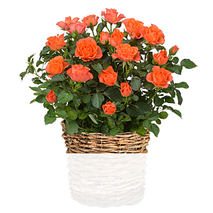 Orange Rose <br>im Weidenkorb