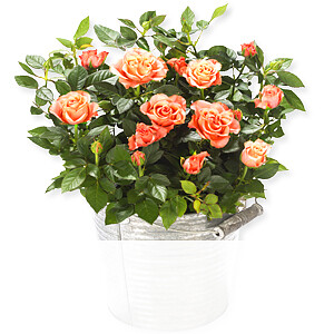 Orange Rose im <br>Zinktopf