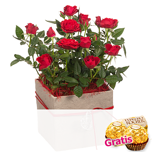Rote Rose <br>im Topf