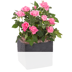 Rosa Rose <br>im Topf