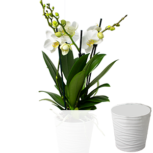 Kleine Orchidee <br>im Topf