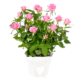 Rosa Rose <br>im Zinktopf