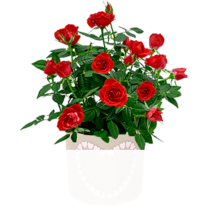Rote Rose <br>im Topf