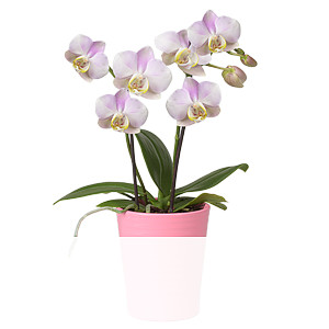 Rosa Orchidee <br>Mariechen