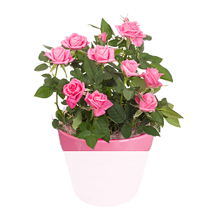 Rosa Rose <br>im Topf