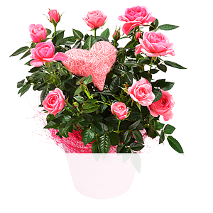 Rosa Rose <br>im Topf