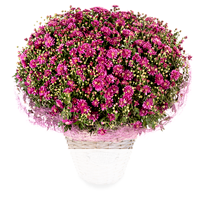 Pinke Chrysanthemen <br>im Korb