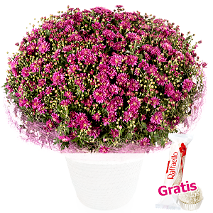 Pinke Chrysanthemen <br>im Korb
