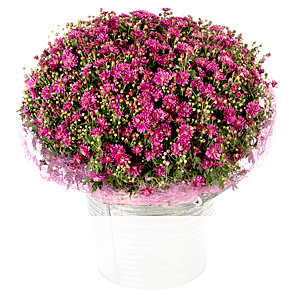 Pinke Chrysanthemen <br>im Korb