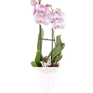 Orchidee mit <br>rosa Blüten