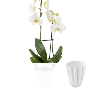 Weiße Orchidee im <br>weißen Topf