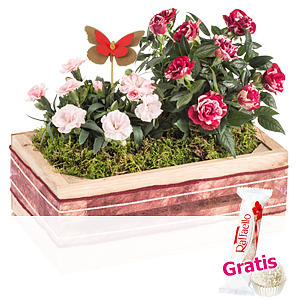 Rosige Grüße <br>im Kasten